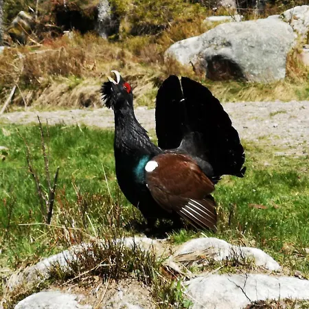 B1 Albmatte-fewo Sauna, Hallenbad Aussenbecken Massagen Nebenan